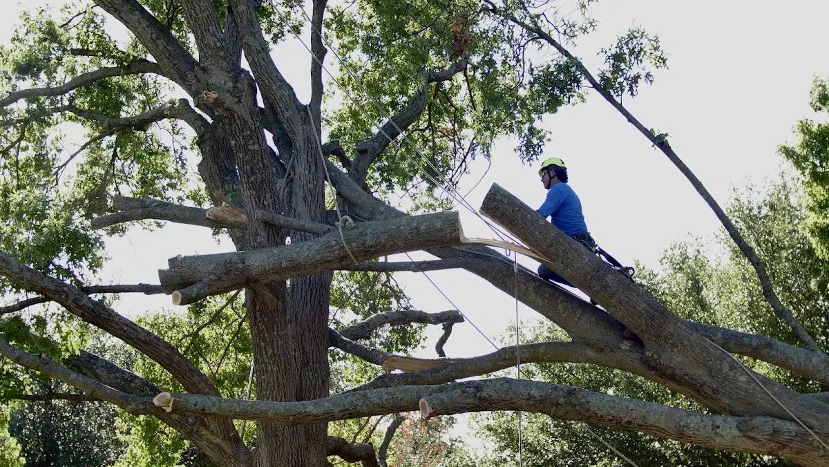 Professional Crown Thinning performed by certified arborists in Mount Nebo